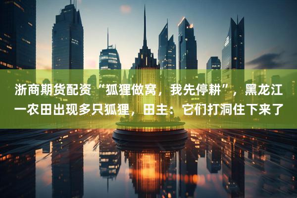 浙商期货配资 “狐狸做窝，我先停耕”，黑龙江一农田出现多只狐狸，田主：它们打洞住下来了